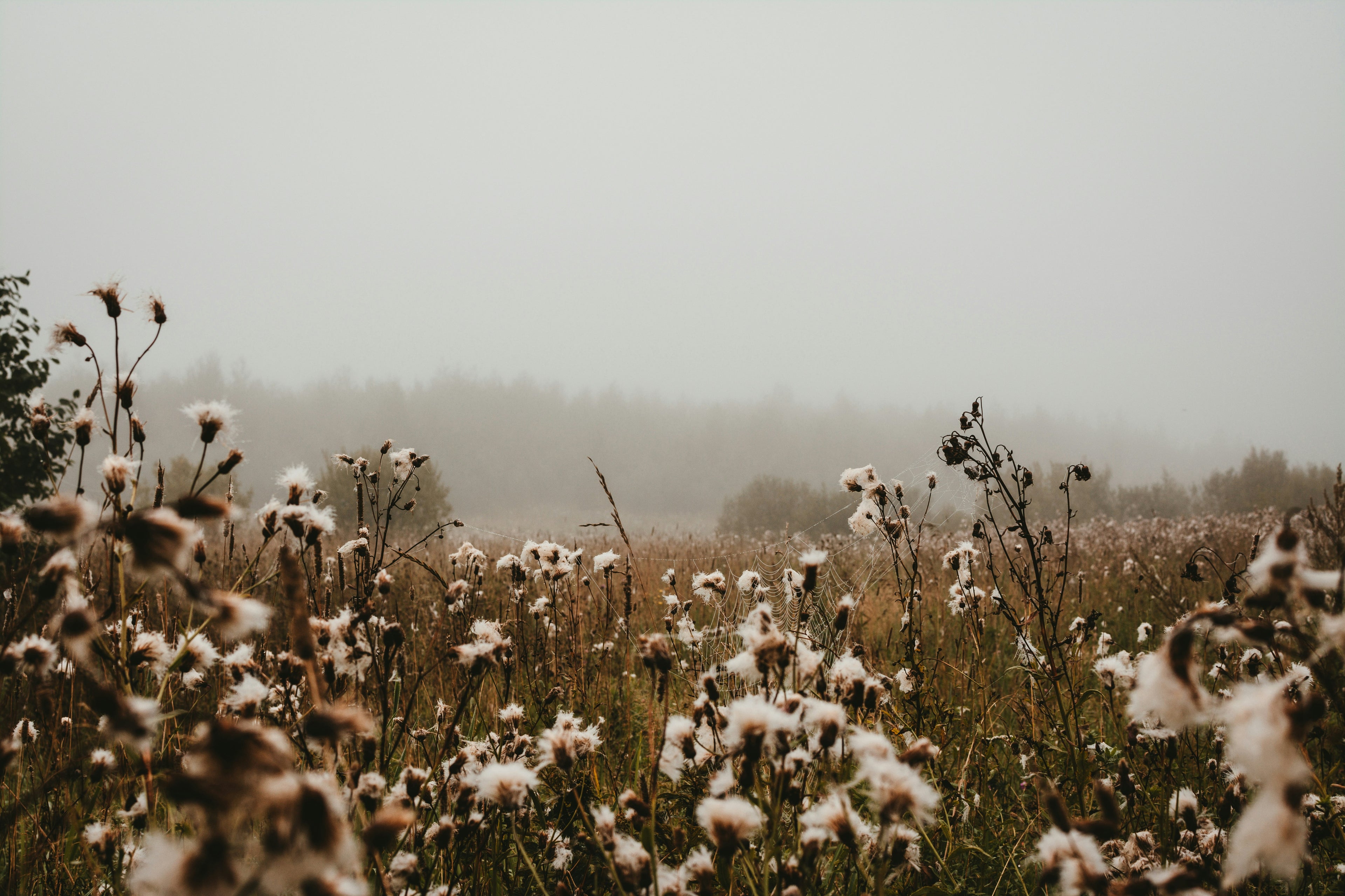 cotton field organic 